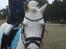 Welsh Pony (sec B) Ginie<3 - I Bramming