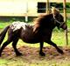 Dansk Miniature Twilight