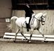 Irsk Sportspony Mikado <3 *Savnet* :'(