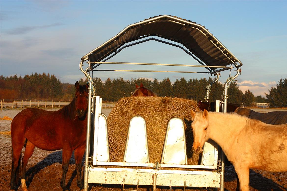 New Forest Vognmandgårdens Beverly - Søde Beverly i vinter dress med sine foldveninder. De nyder wrap ad libitum. billede 14