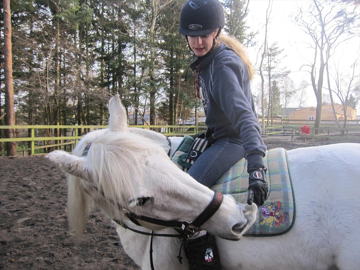 Connemara Flash Point Hedelund ~Polle~ RIP - nr. 10
smiler fra ryggen <3 billede 10