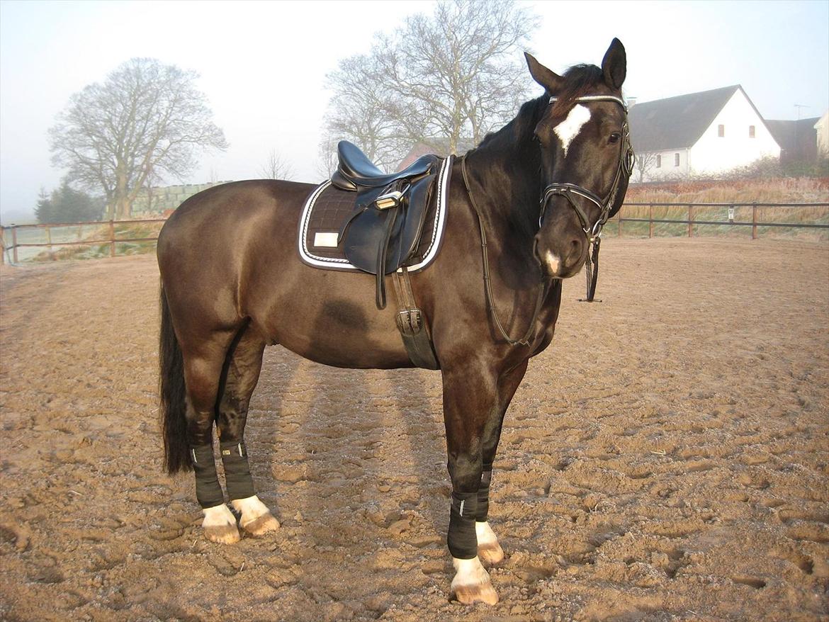 Schweres Warmblut Gero - Georg viser nytårs tøjet frem - top bling bling lækker! billede 8