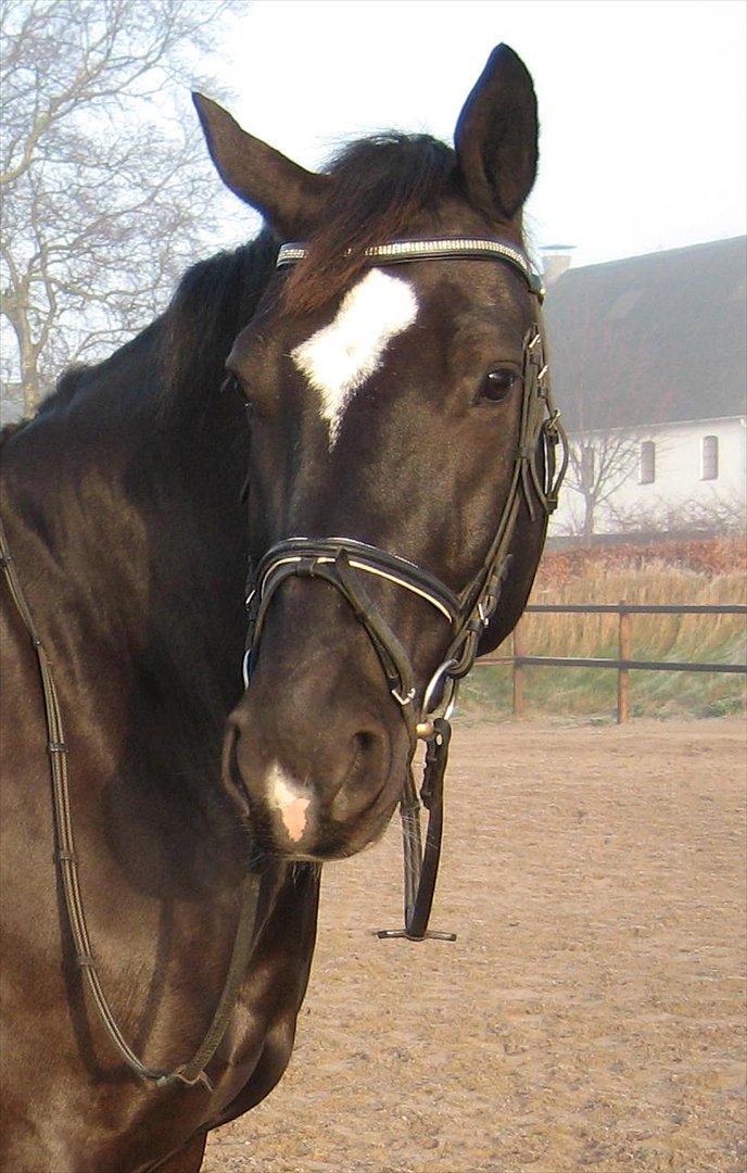 Schweres Warmblut Gero billede 3