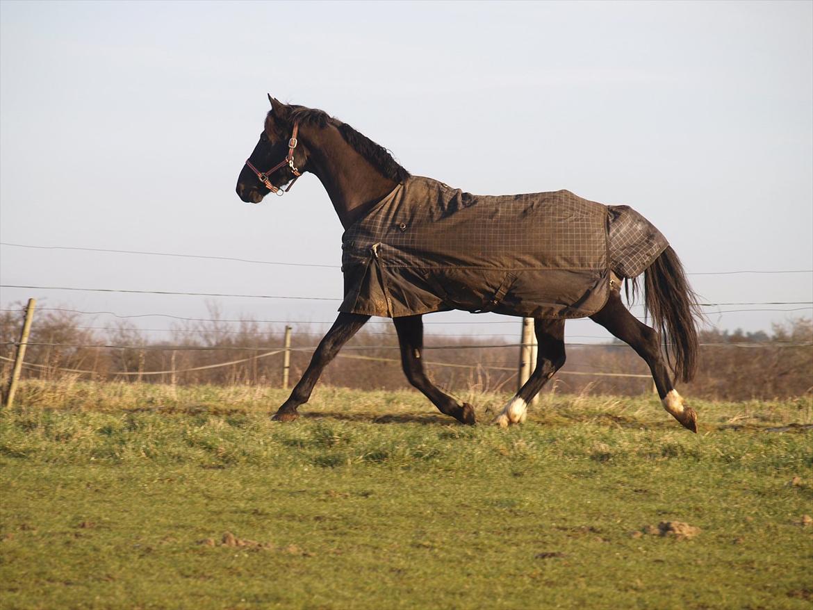 Dansk Varmblod Kastlund Diango (Solgt) - 31 dec på fold for første gang efter jeg har fået ham :) billede 18