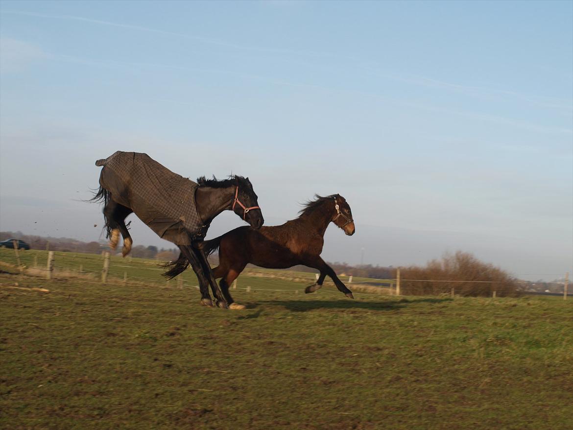 Dansk Varmblod Kastlund Diango (Solgt) - 31 dec 2011 billede 19