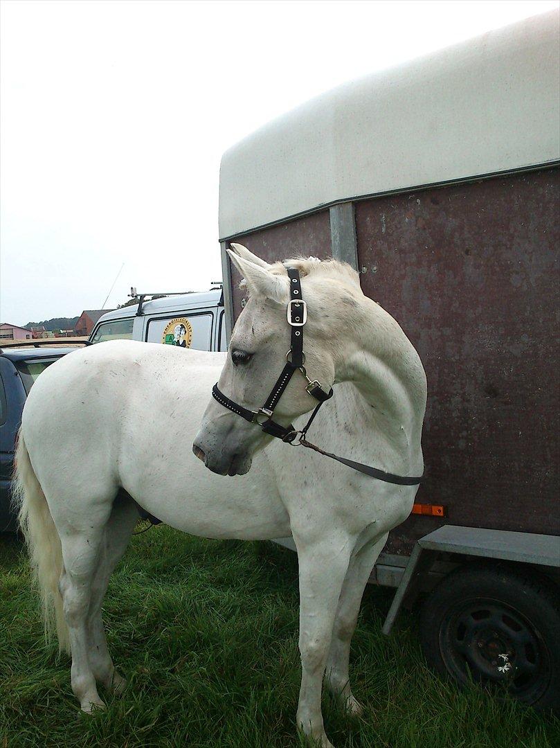 Anden særlig race Søvinds Silvermoon <3 R.I.P <3 :'( - min smukke dreng
Søvinds silver moon
Foto: Mig  billede 7