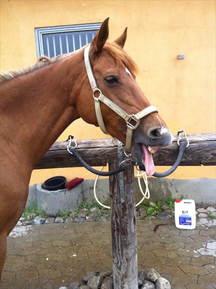 Hollandsk Sportspony Chanell S billede 11