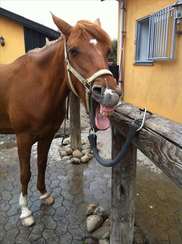 Hollandsk Sportspony Chanell S billede 12