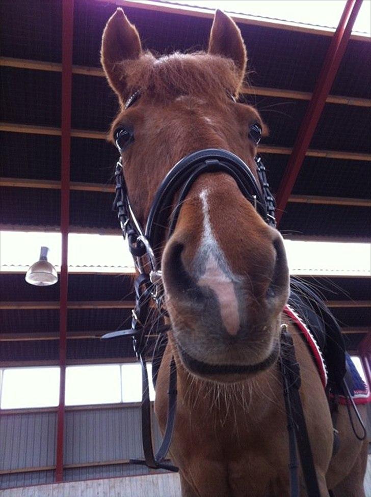 Hollandsk Sportspony Chanell S billede 13