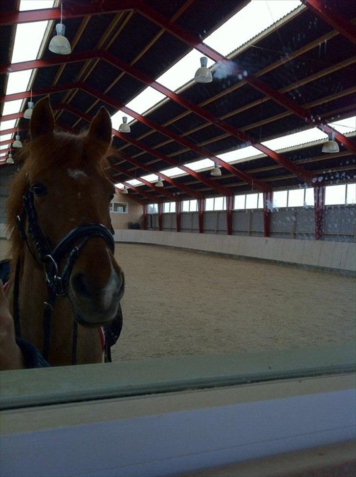 Hollandsk Sportspony Chanell S billede 14