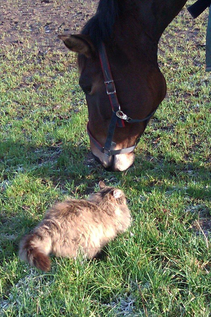 Dansk Varmblod Kenda  *Solgt* - Kenda siger lige hej til misse katten !<3 billede 11