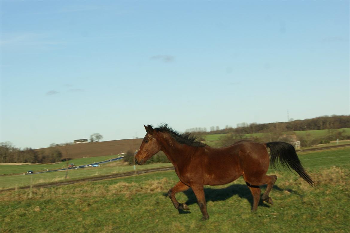 Anden særlig race Knægten - idag den 31/12 billede 20