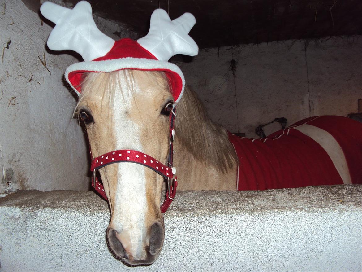 Anden særlig race Jerry. *SOLGT* - Ransdyret Jerry. billede 10