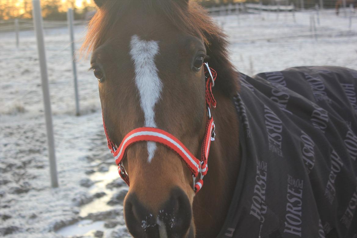 Norsk Sportspony Electric Crescendo (Cresco)[tidl. lånepony] - lidt søøøøøød billede 7