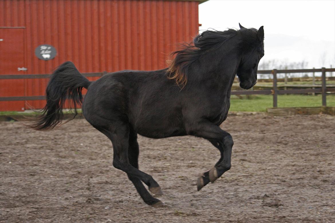 Tennessee Walker | Yahoo's Beautiful Joyce - # 20. Joyce i fuld hopla. 30/12 2011. billede 20