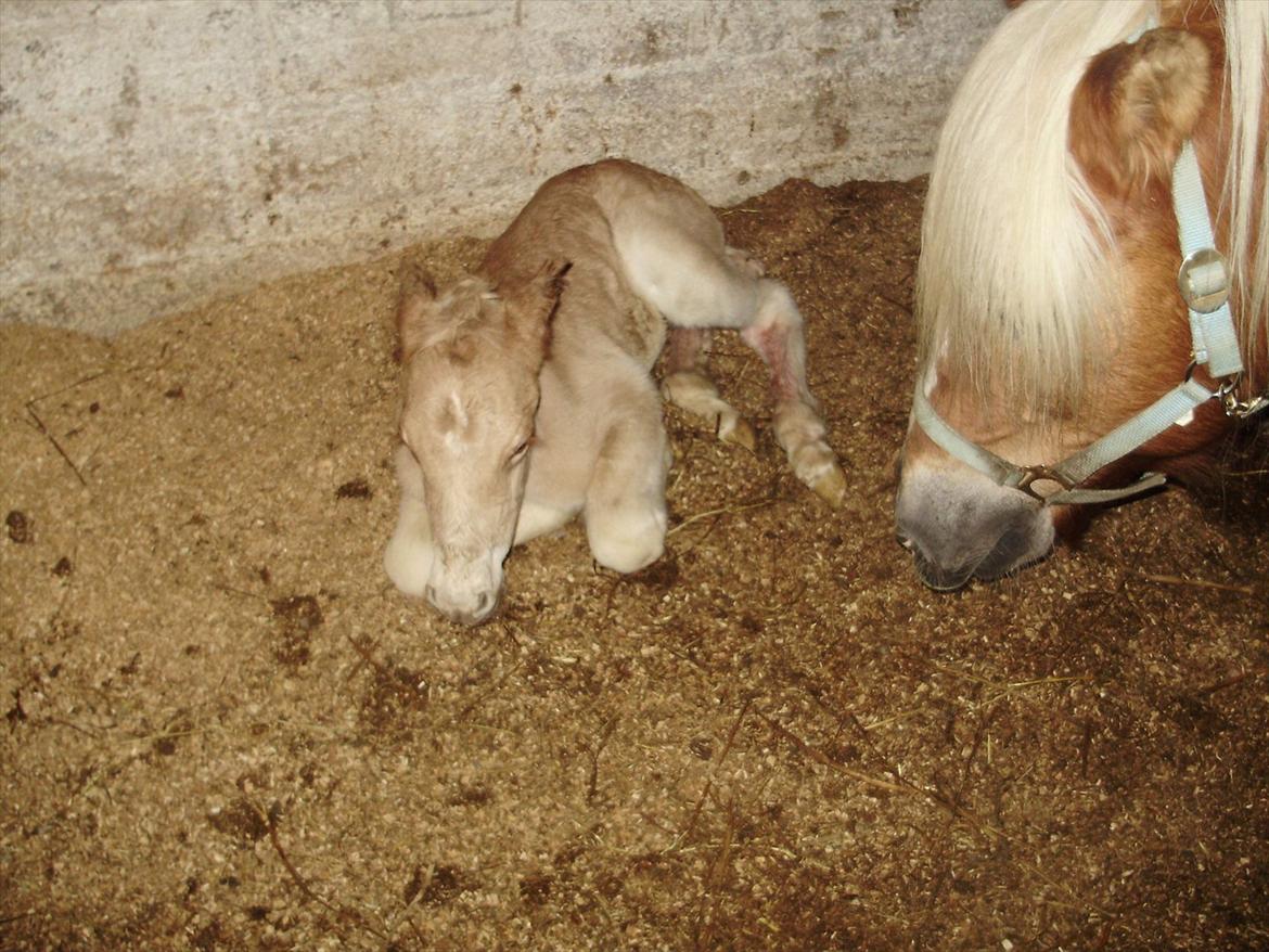 Haflinger Alf Lindegaard solgt billede 1