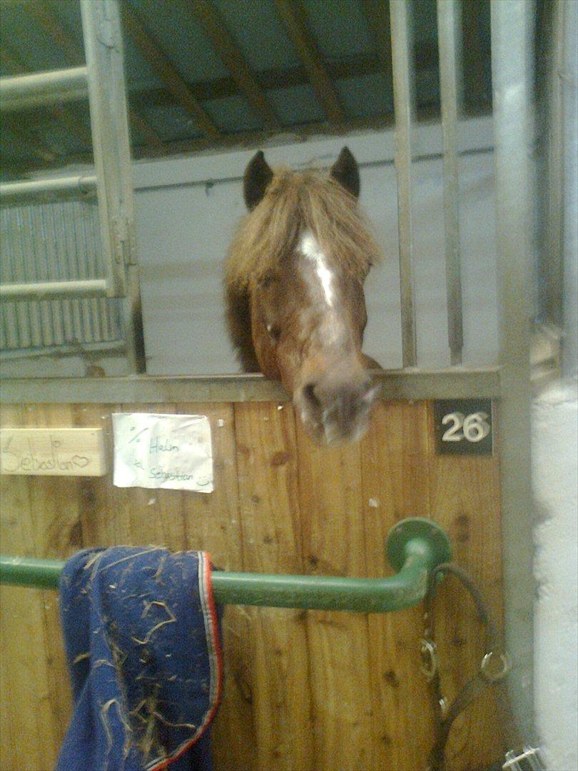 Welsh Pony (sec B) BKR's Sebastian - elsker dig lille sabbe:) billede 15