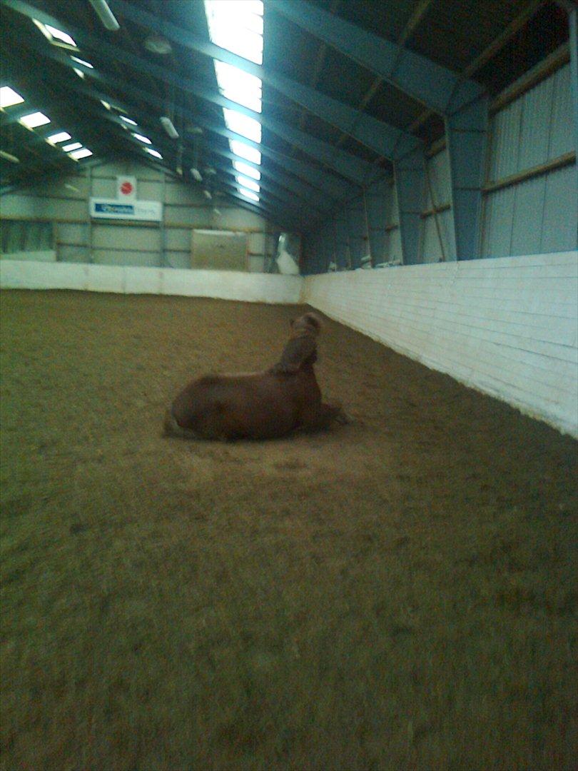 Welsh Pony (sec B) BKR's Sebastian billede 16