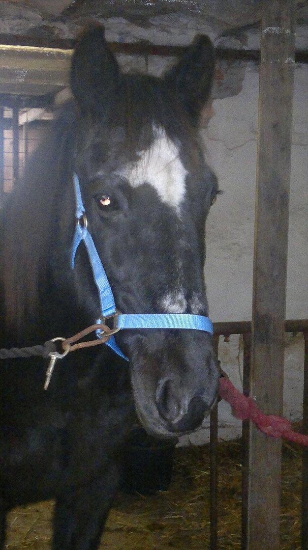 Traver Falkon skotland billede 1