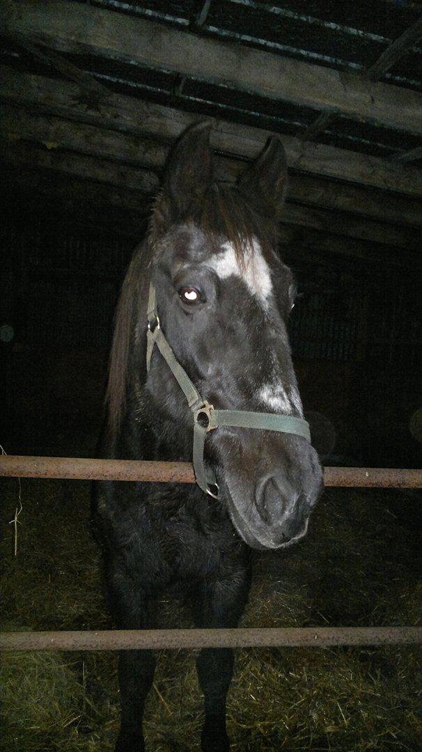 Traver Falkon skotland billede 2