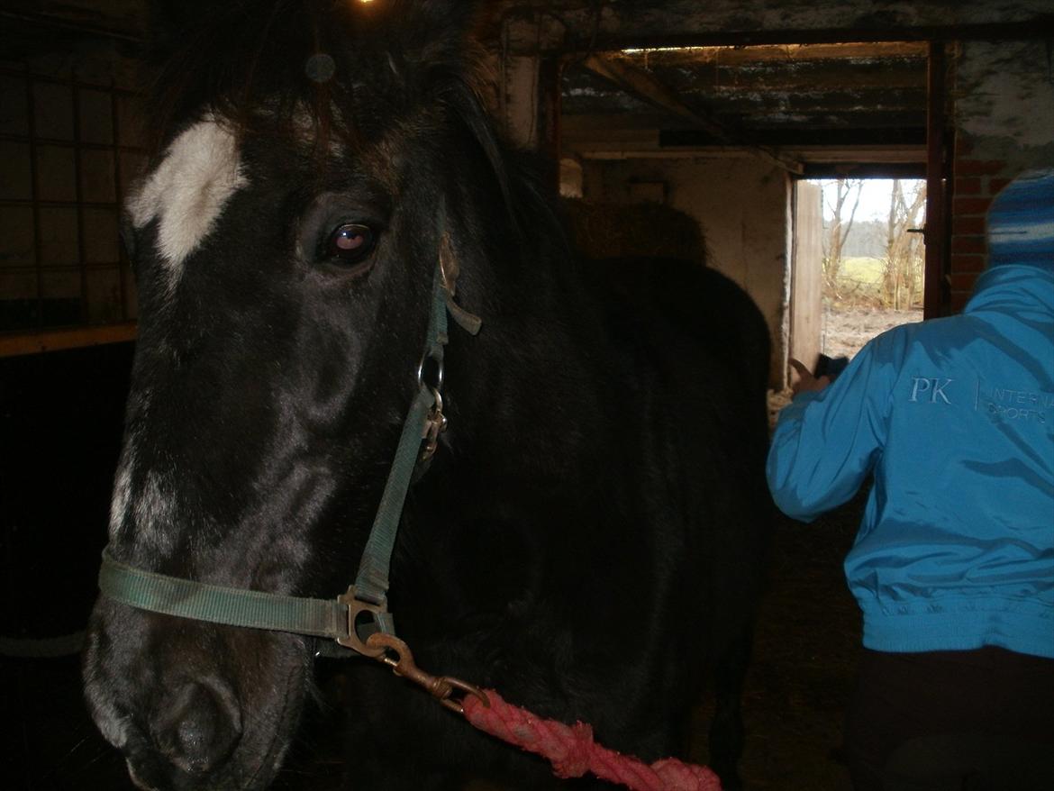 Traver Falkon skotland billede 3