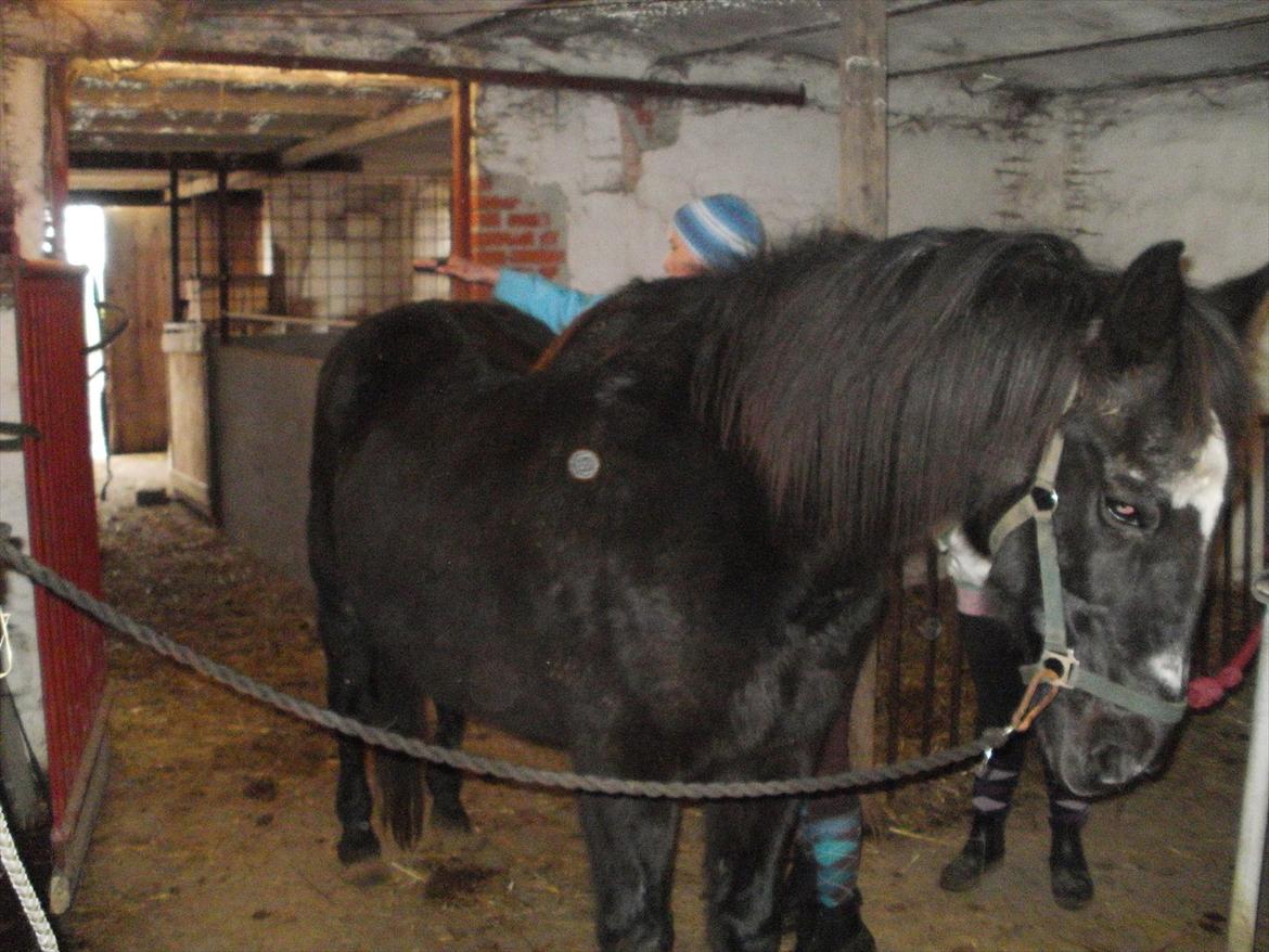 Traver Falkon skotland billede 4