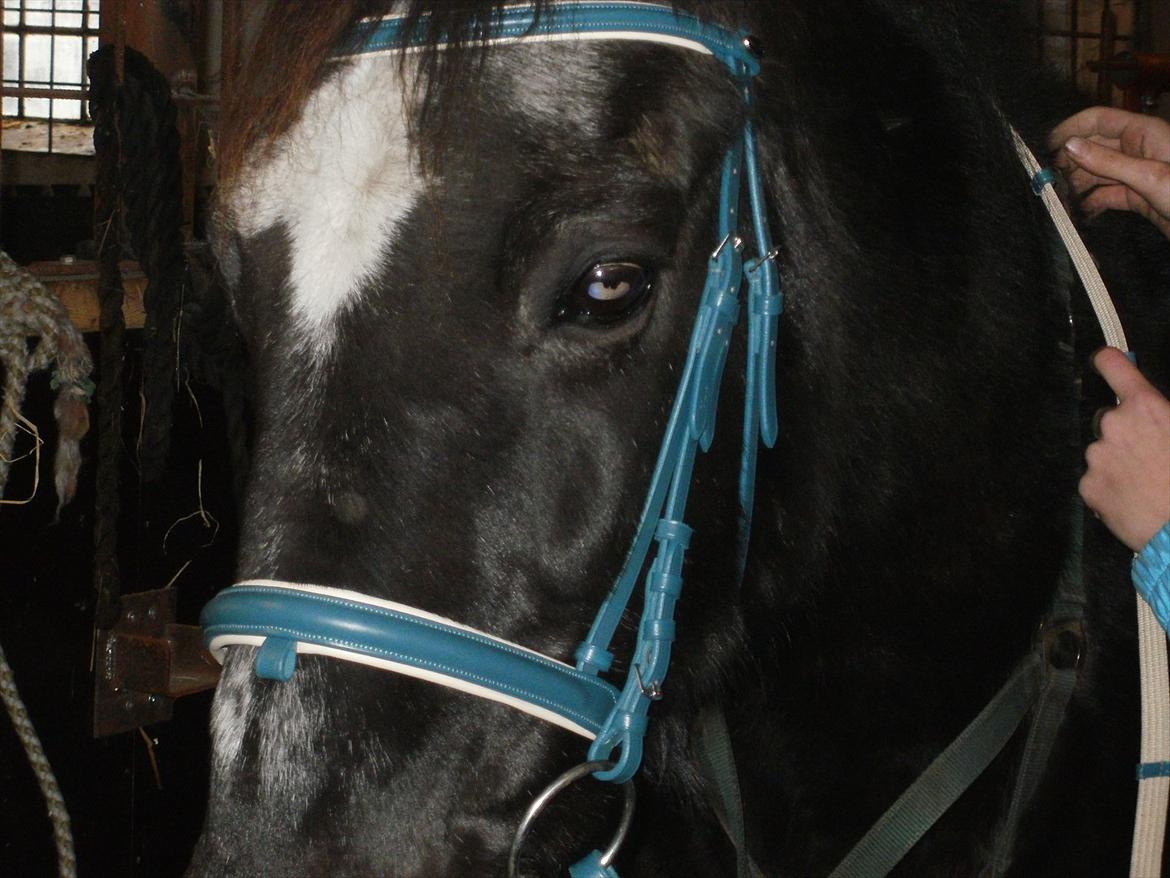 Traver Falkon skotland billede 5