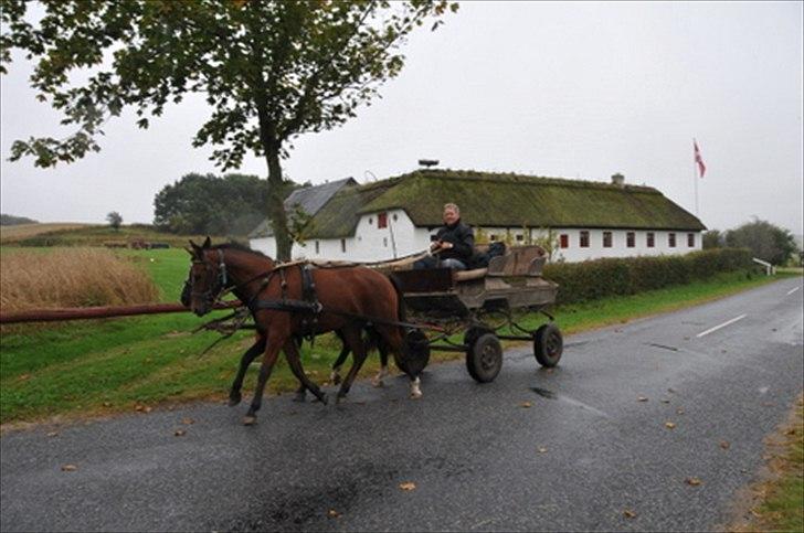 New Forest Vognmandgårdens Beverly - Beverly bliver tilkørt. Billede lånt fra stutteri Vognmandsgården. billede 15