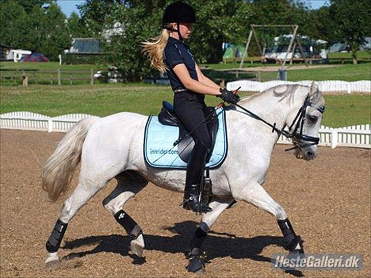 Welsh Pony (sec B) Black Beauty A-pony SOLGT <3 :,( - Ridelejr 2011. super trav han er begyndt og få <3 :*  billede 20