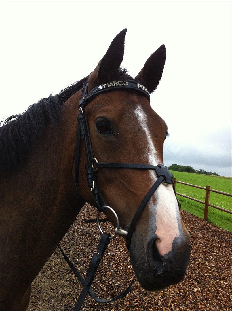 Tysk Sportspony Pamina - Det skønneste egern<3 - 'I wanna stay with you against the odds, let me be the one that you can trust'<3<3. billede 10