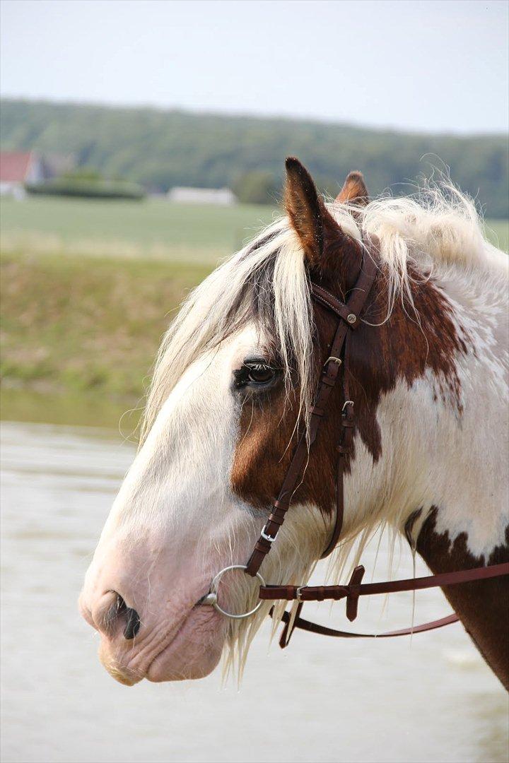 Irish Cob | Kenzo's Lacrosse *Krølle* - SOLGT! - Foto: Maria Rasch billede 2