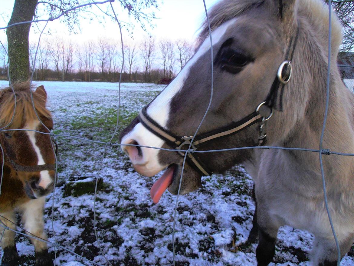 Anden særlig race Blakken - ''Man skal høre tingene fra hestens egen mule''
 billede 5