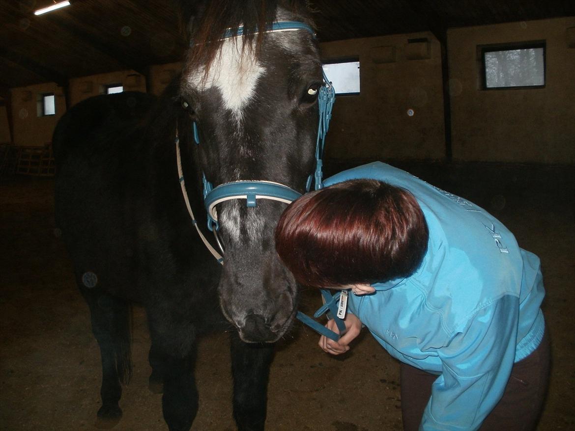 Traver Falkon skotland billede 7