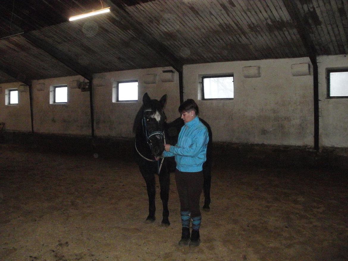 Traver Falkon skotland billede 8