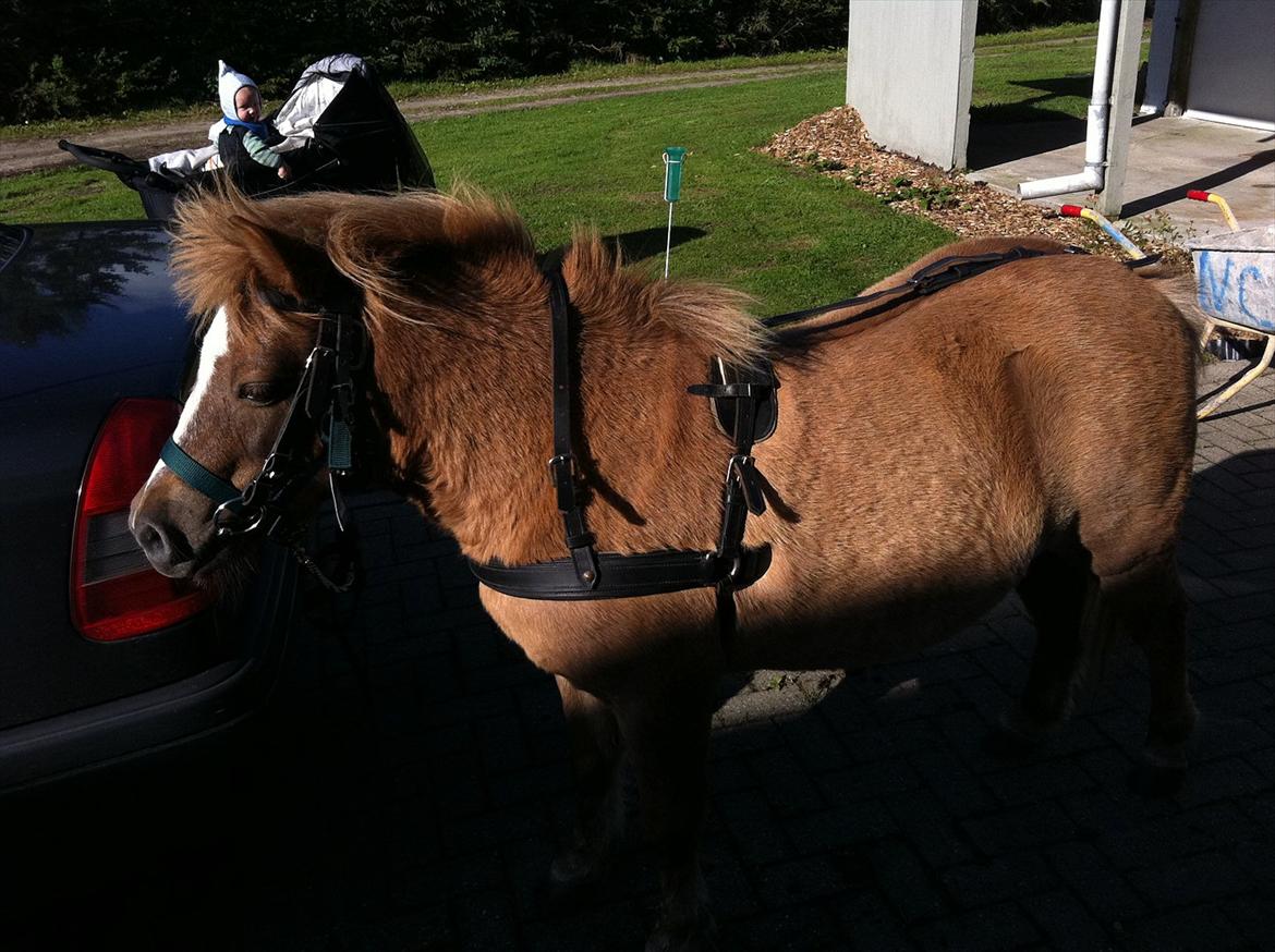 Shetlænder Sandagers Django billede 2