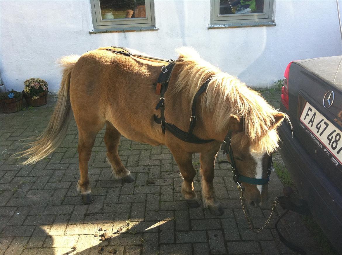 Shetlænder Sandagers Django billede 3