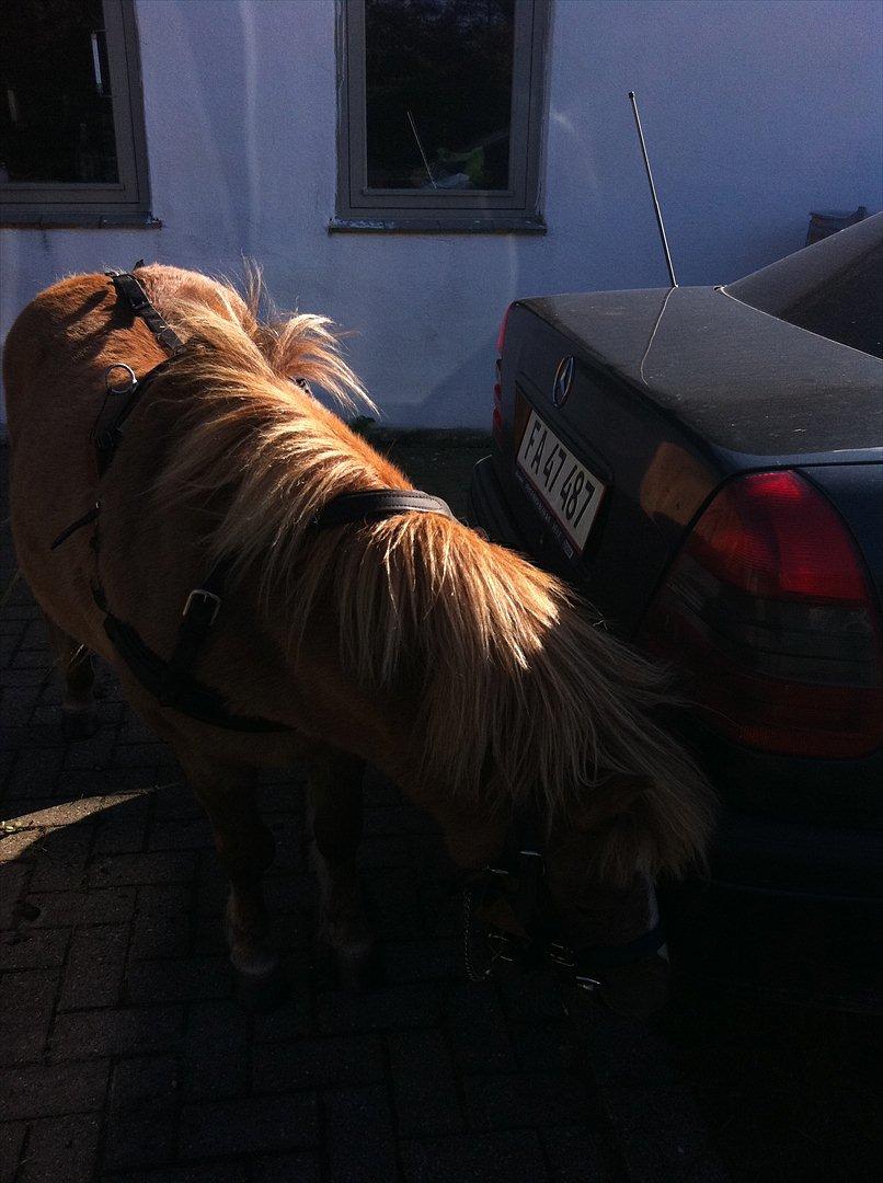 Shetlænder Sandagers Django billede 4
