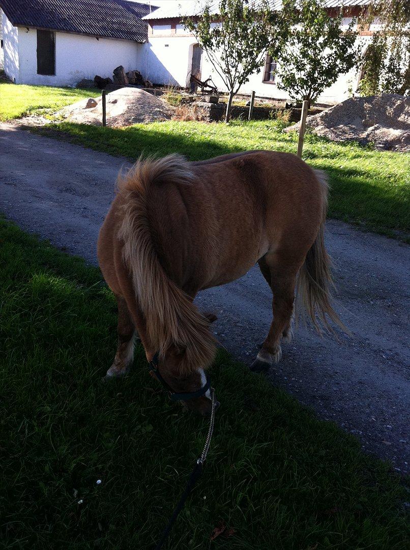 Shetlænder Sandagers Django billede 5