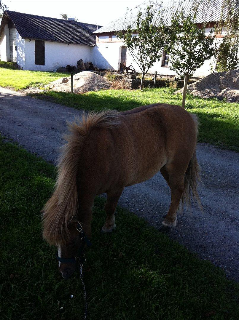 Shetlænder Sandagers Django billede 6