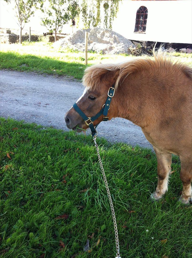 Shetlænder Sandagers Django billede 7