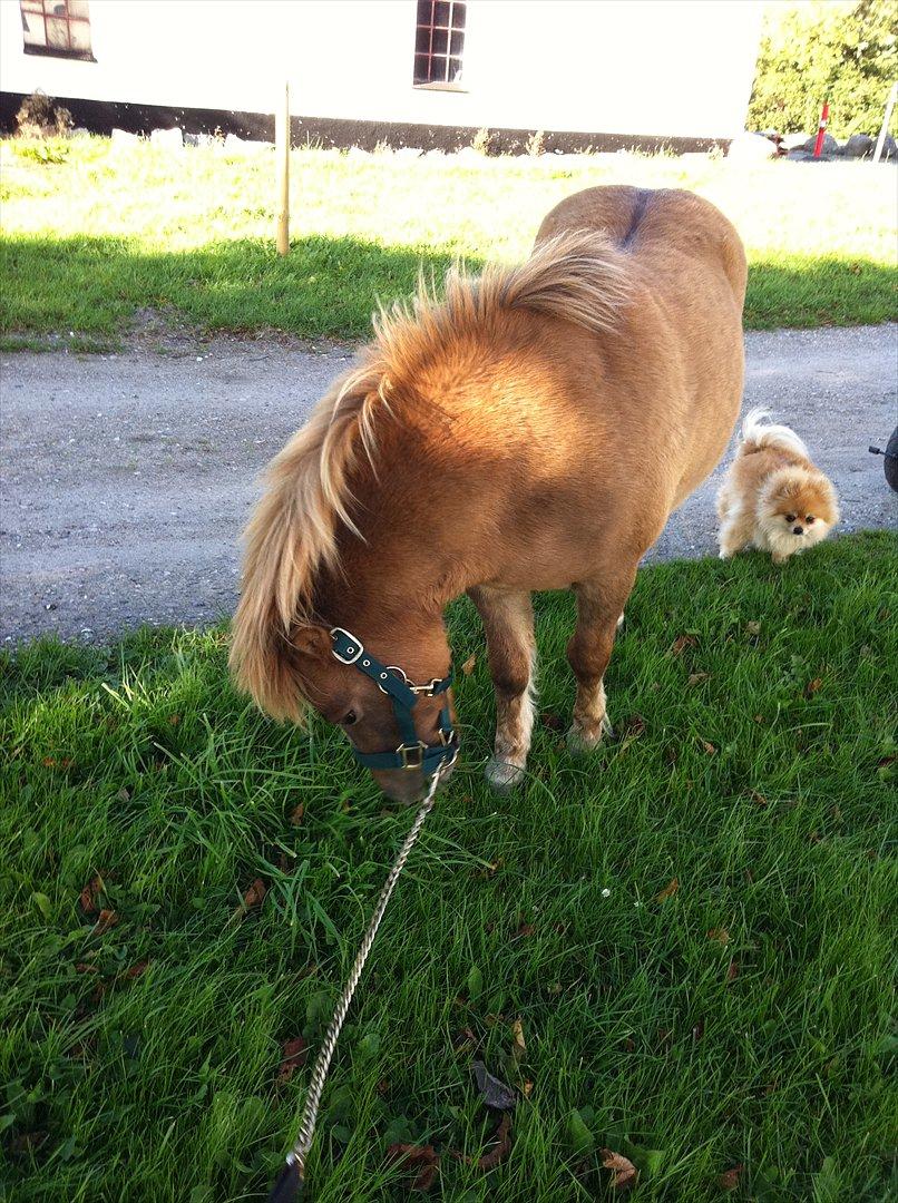 Shetlænder Sandagers Django billede 8