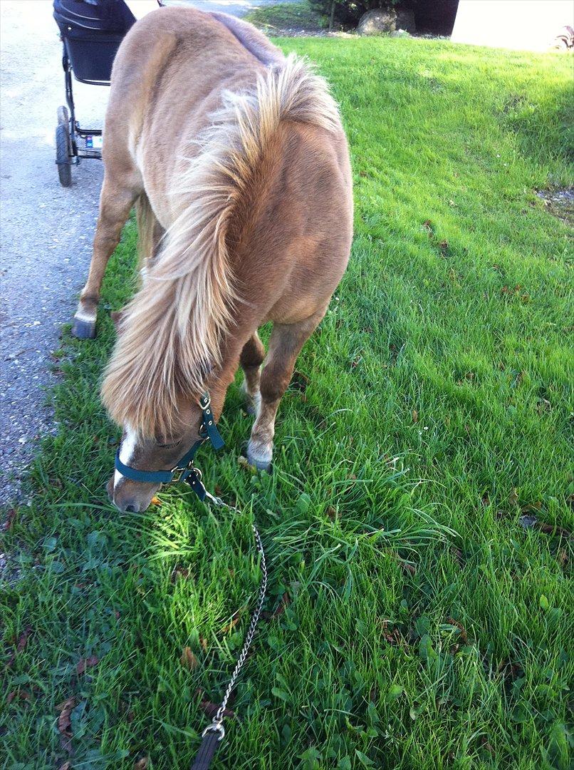 Shetlænder Sandagers Django billede 9