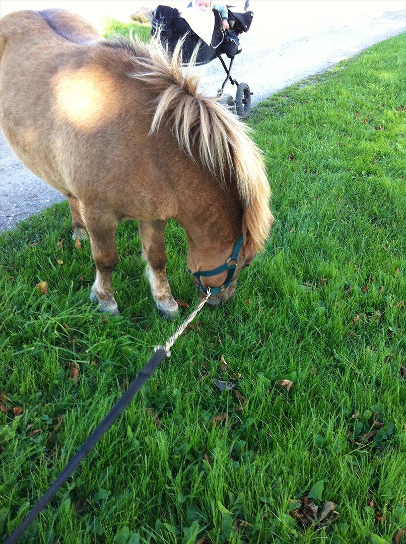 Shetlænder Sandagers Django billede 10