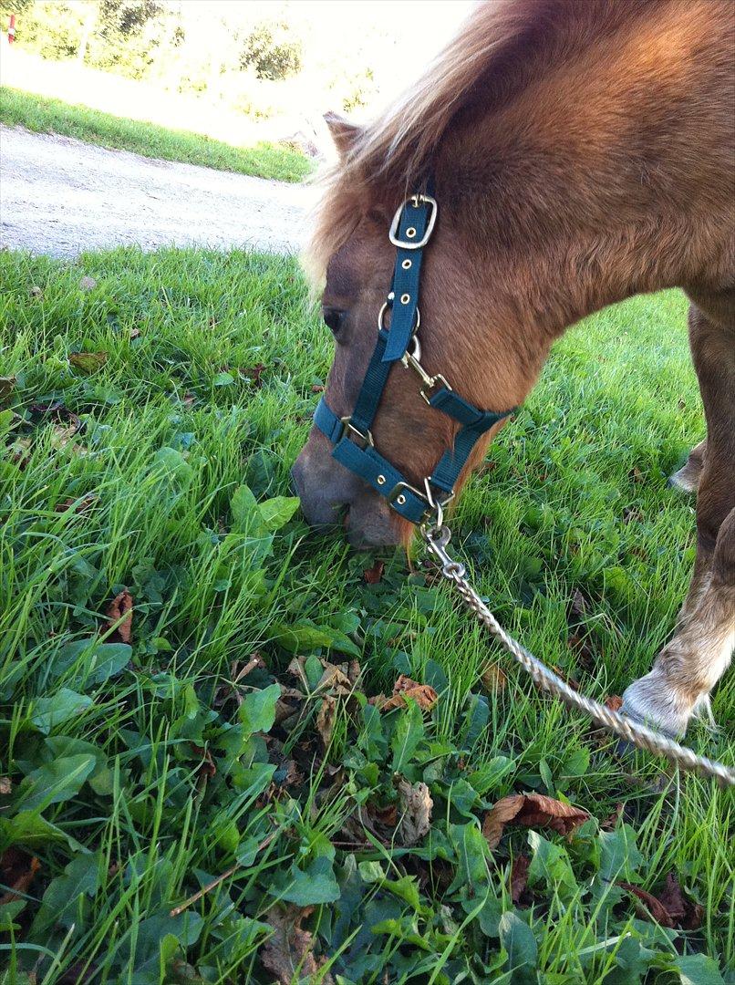 Shetlænder Sandagers Django billede 11