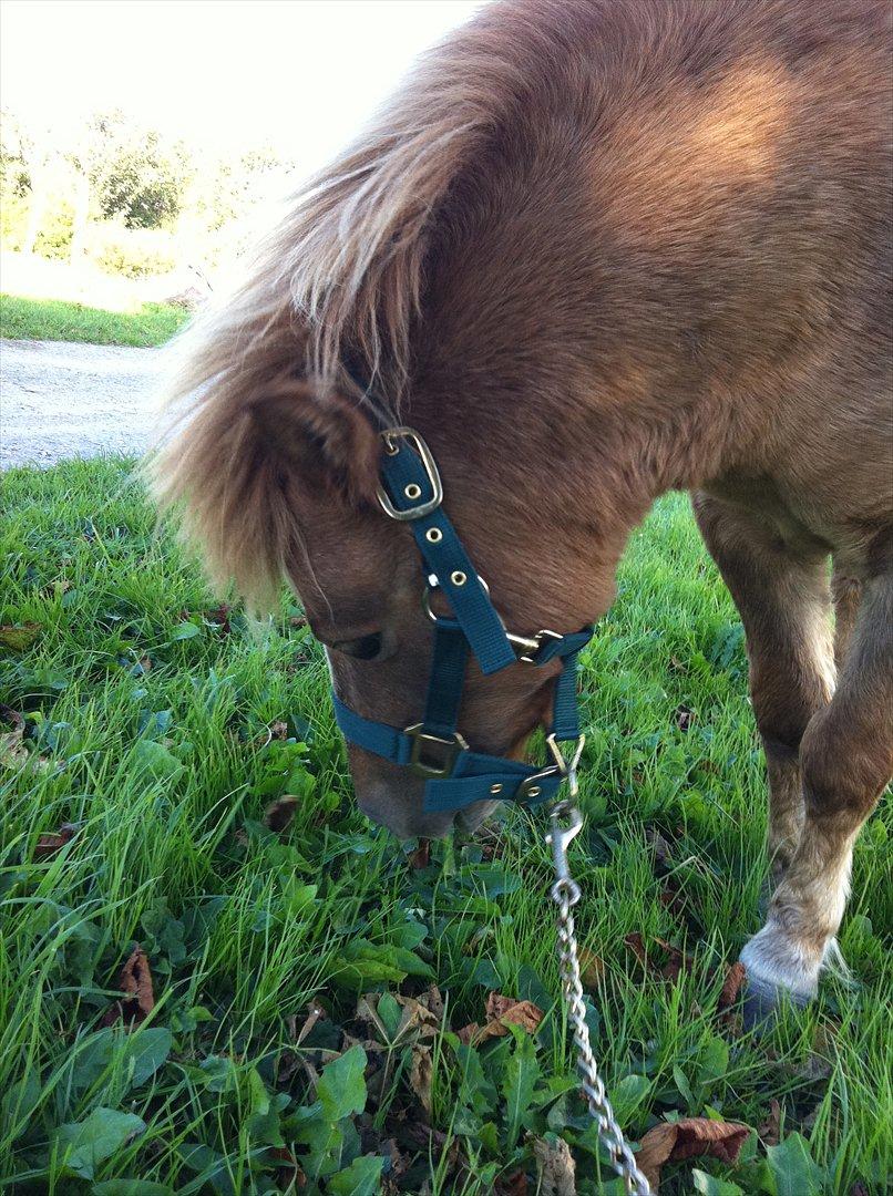 Shetlænder Sandagers Django billede 12