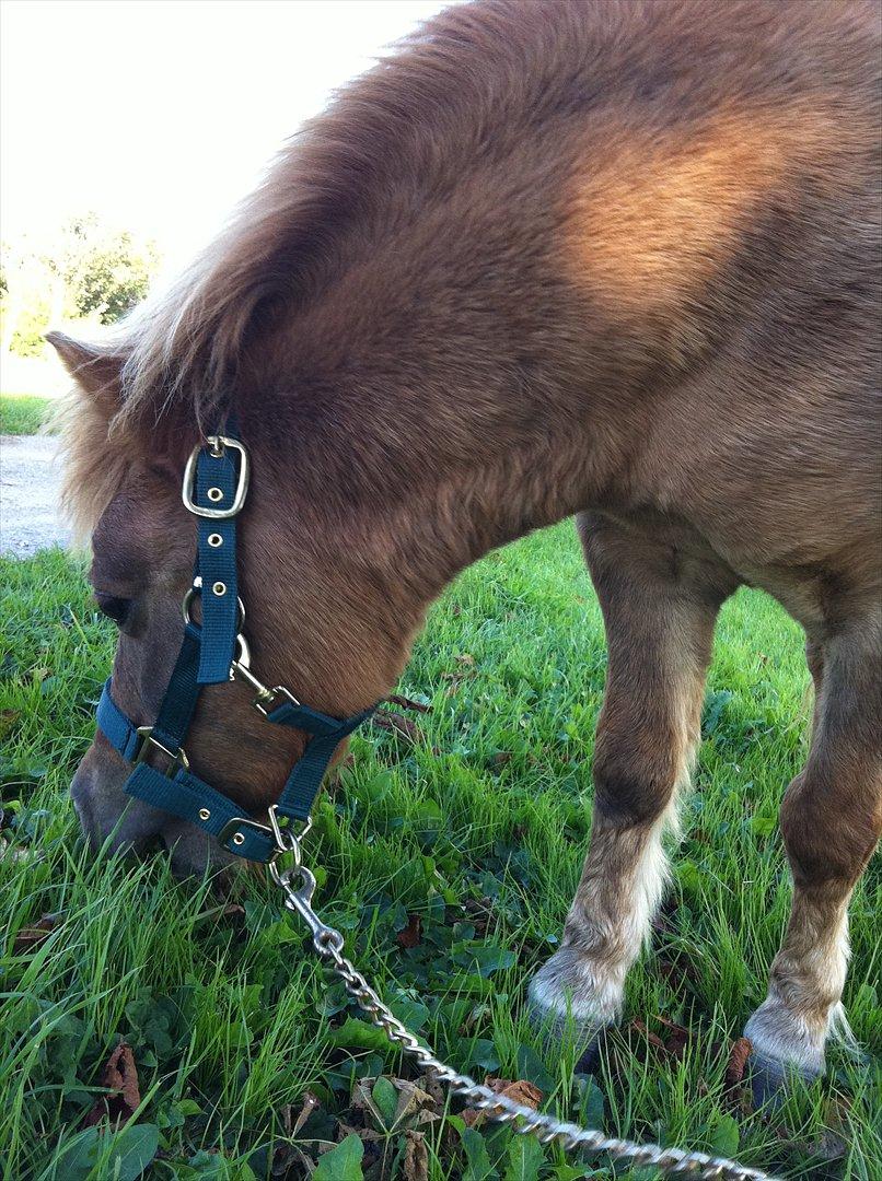 Shetlænder Sandagers Django billede 13