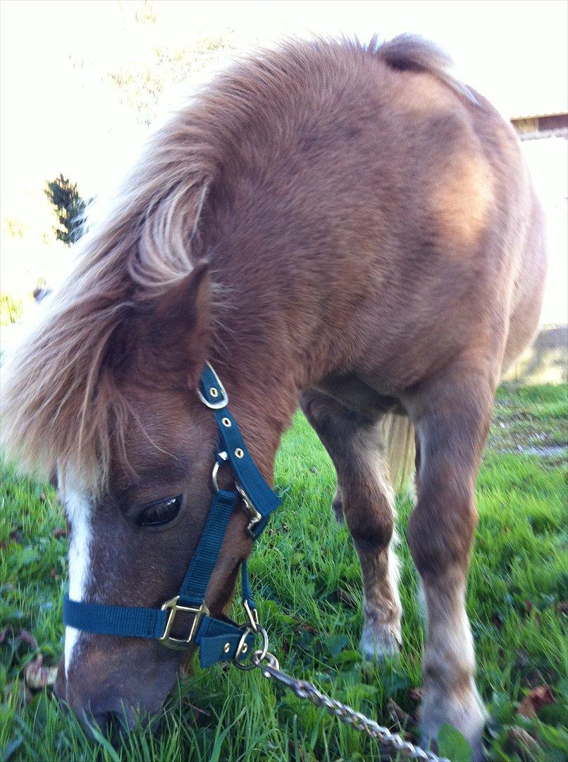 Shetlænder Sandagers Django billede 14