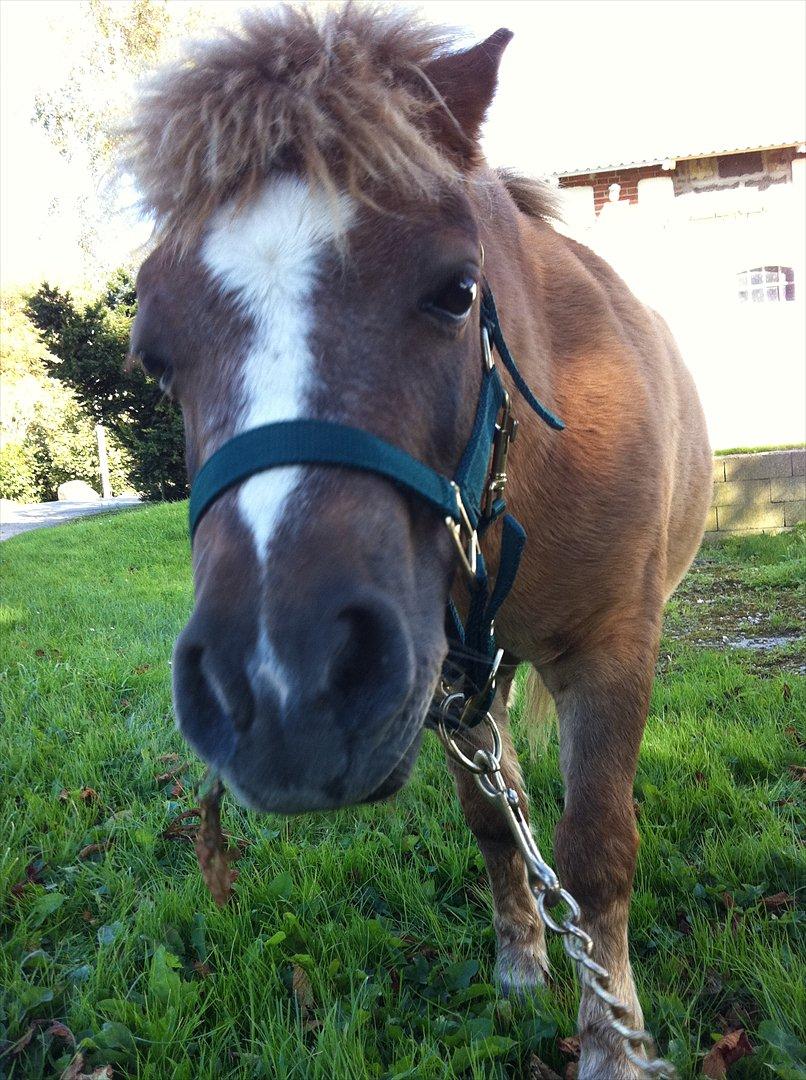 Shetlænder Sandagers Django billede 15