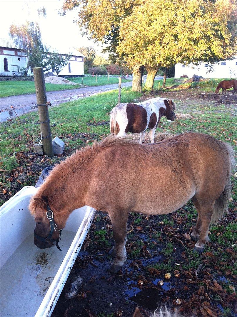 Shetlænder Sandagers Django billede 16