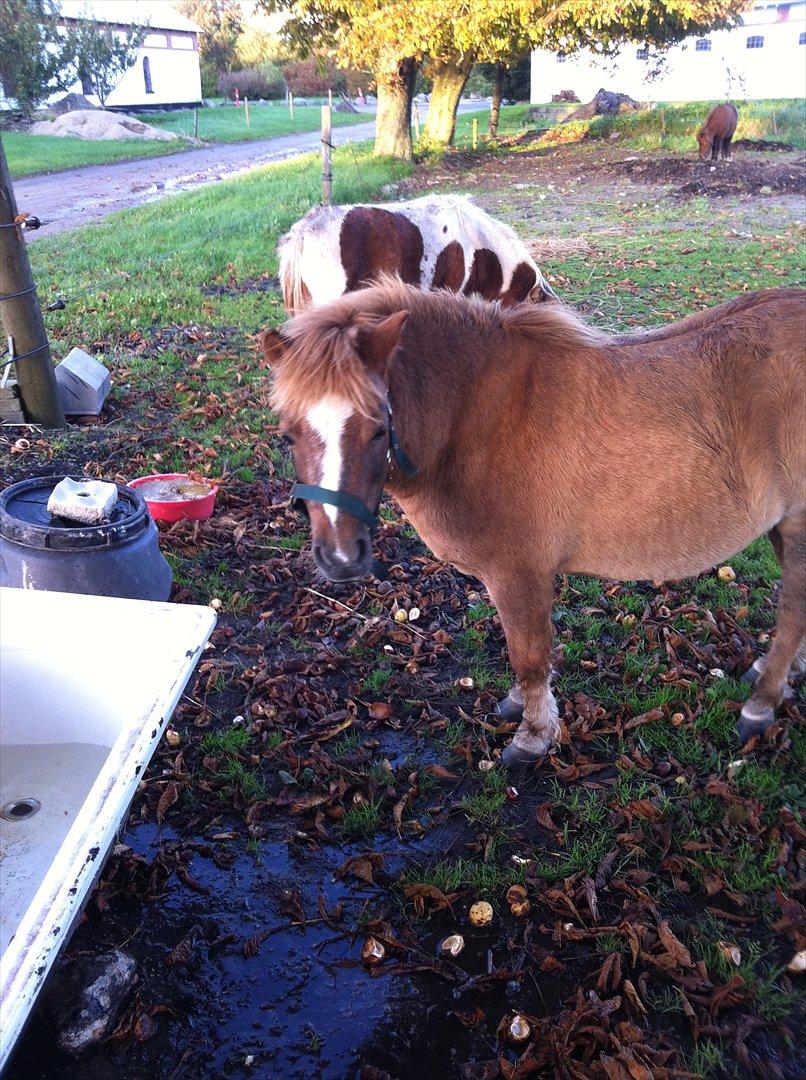 Shetlænder Sandagers Django billede 1